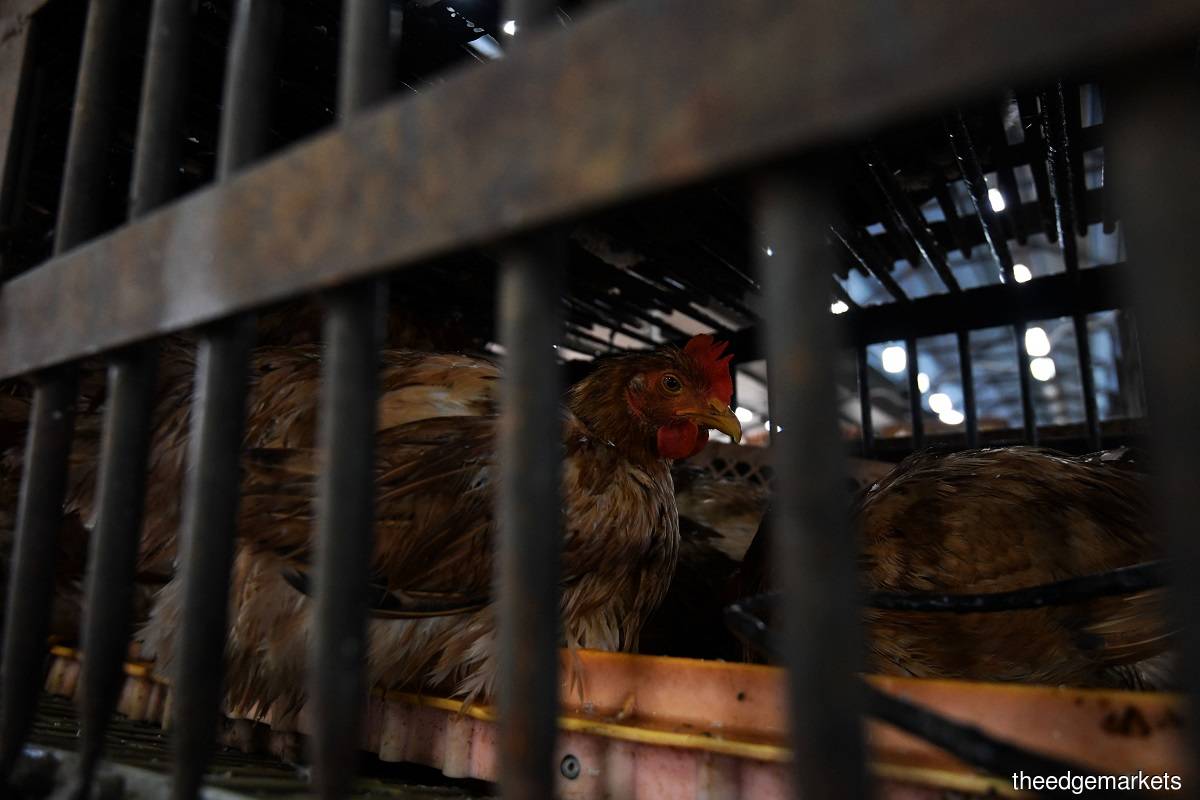 In Malaysia, which plans to ban the export of 3.6 million chickens a month from June 1, a major consideration is securing local supplies and placing a cap on surging food costs, with food prices hitting the highest since 2017 as of April. (Photo by Low Yen Yeing/The Edge)